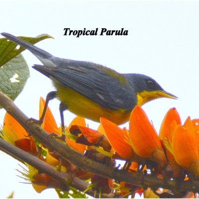 Tropical Parula